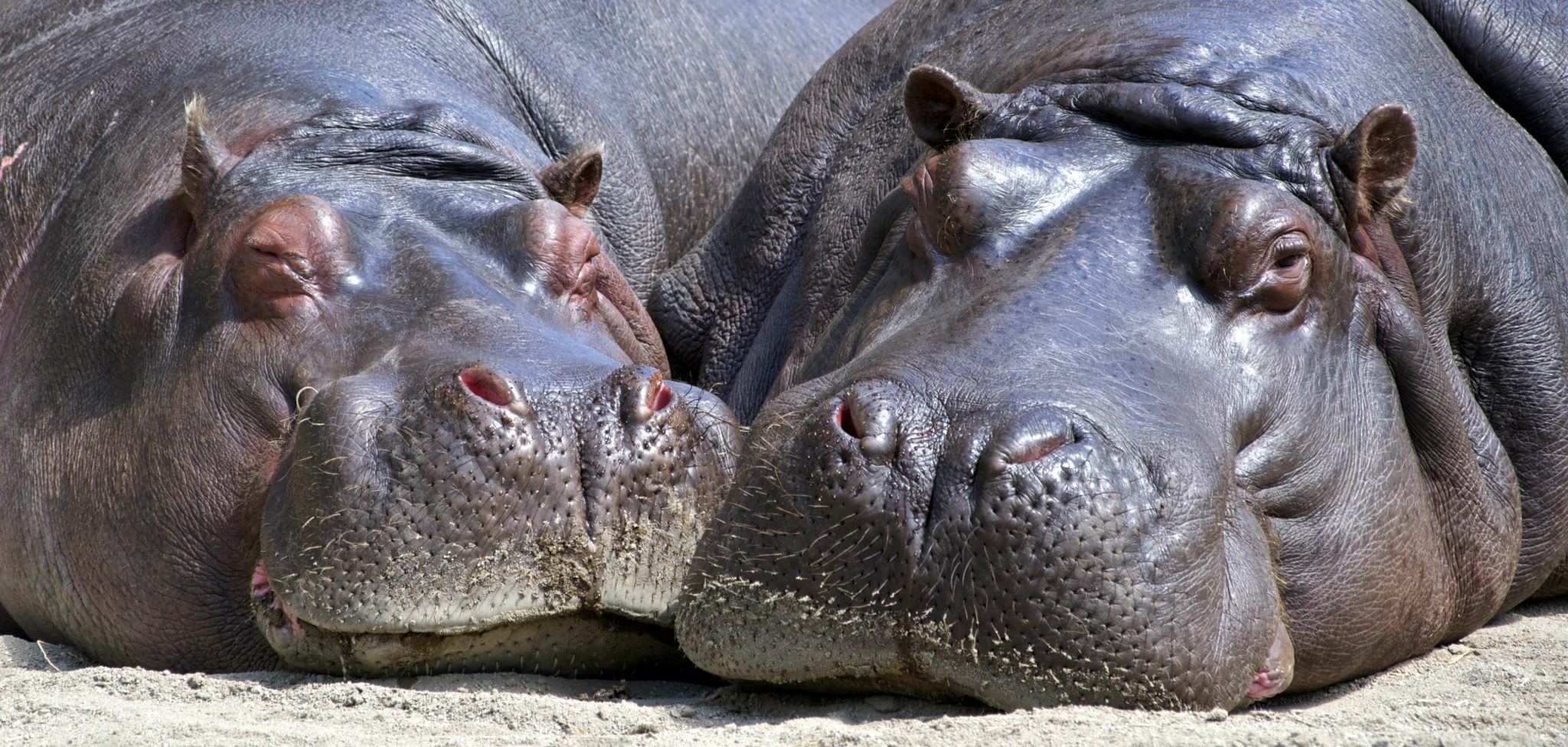 Two hippos
